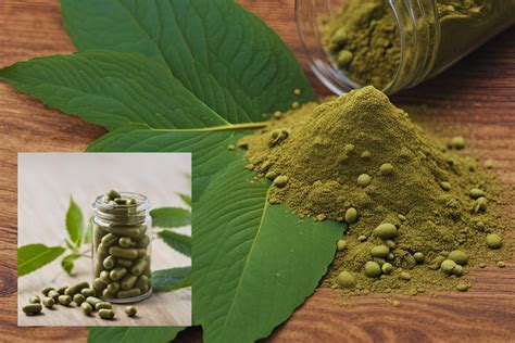 Does Kratom Show Up on a Drug Screen: A Journey Through the Mystical and the Mundane