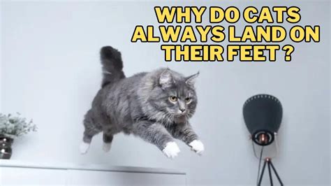 How Long Do You Need to Watch a YouTube Video to Count as a View, and Why Do Cats Always Land on Their Feet?