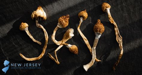 Will Mushrooms Show Up on Drug Test: A Journey Through the Psychedelic and the Practical